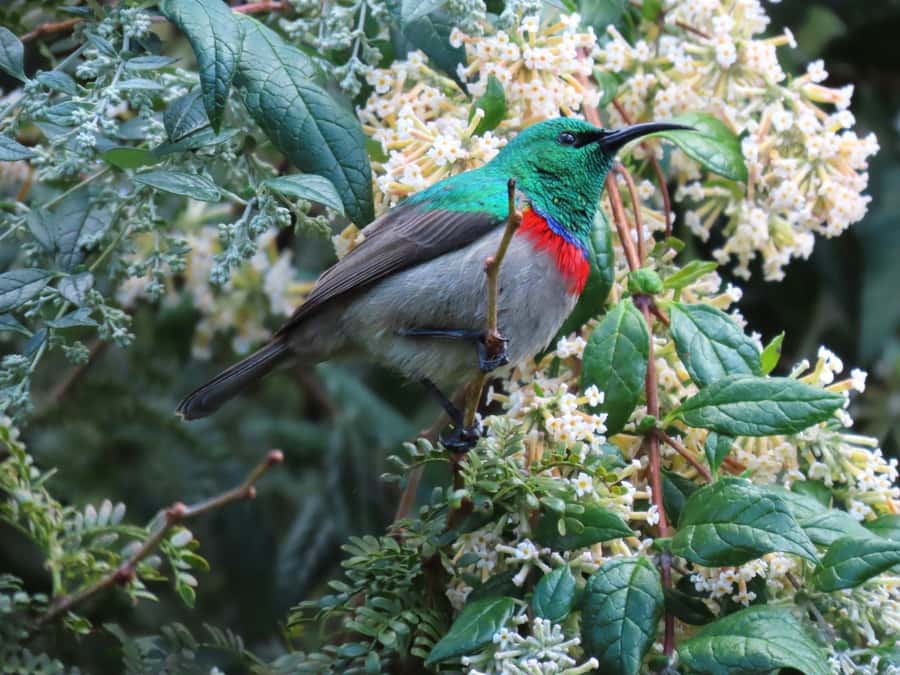Cape Town: Table Mountain, Kirstenbosch Botanic Garden Tour - Practical tips before you book
