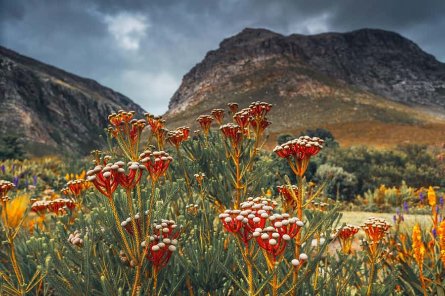 Cape Town: Table Mountain, Kirstenbosch Botanic Garden Tour - What the guide adds to the morning