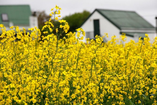 Cape West Coast Flower Tour - A flexible farm-town stop for spring flowers