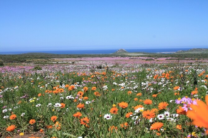 Cape West Coast Flower Tour - Lunch at Groote Post Winery