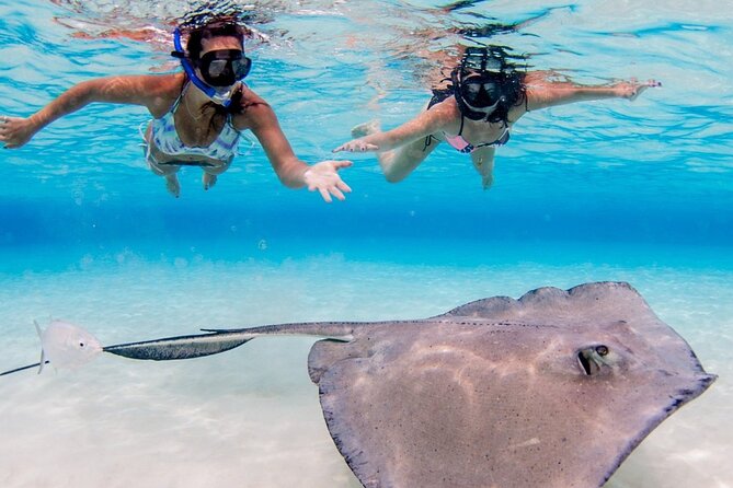 Cayman Adventure: Starfish Point, Stingray City and Coral Gardens - Why Stingray City deserves the first hour