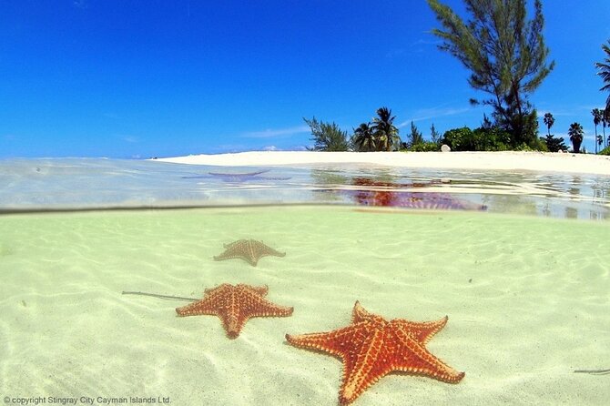 Cayman Adventure: Starfish Point, Stingray City and Coral Gardens - Who will get the most from this excursion