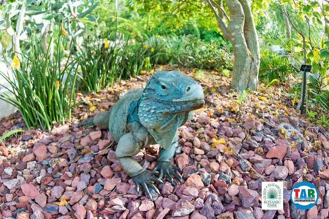 Cayman Crystal Caves & Pedro St James Castle or Botanical Garden - Should you book it?