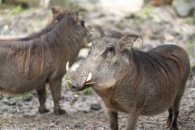 Central Florida Zoo and Botanical Gardens Ticket - Meeting the Indian rhinoceros and other major animals