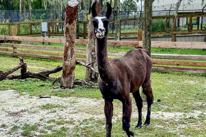 Central Florida Zoo and Botanical Gardens Ticket - How the mobile ticket affects your arrival