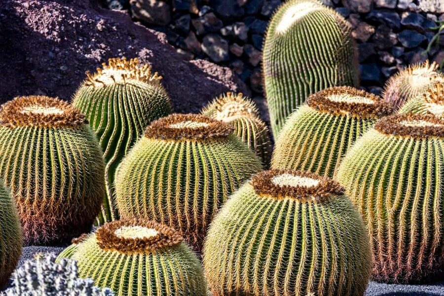 Cesar Manrique’s Lanzarote tour with Cactus Garden & LagOmar - Why César Manrique matters in Lanzarote