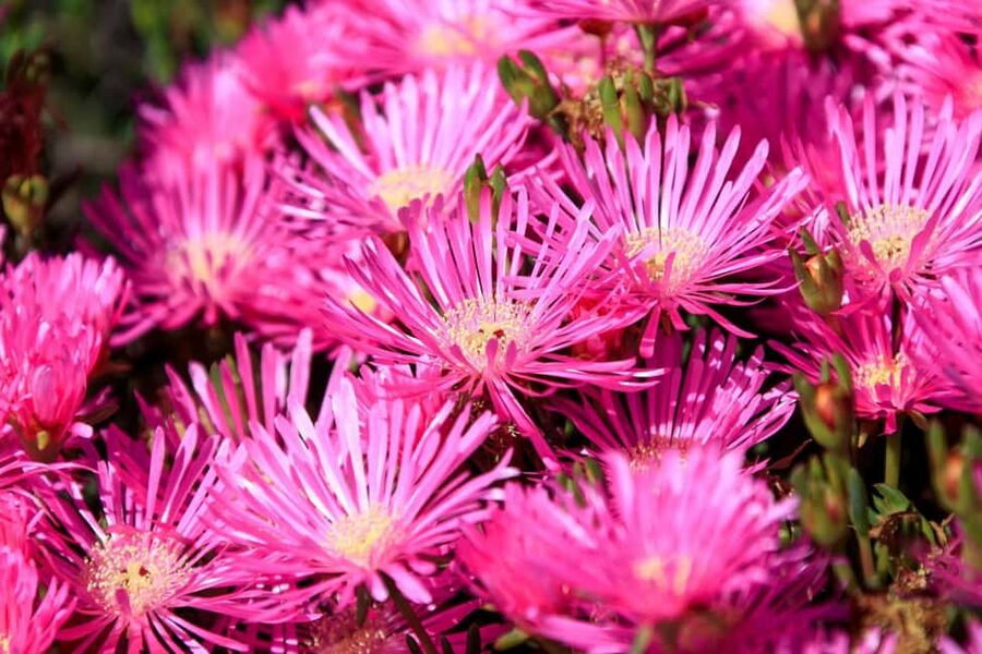 Cesar Manrique’s Lanzarote tour with Cactus Garden & LagOmar - The guide, language, and local stories