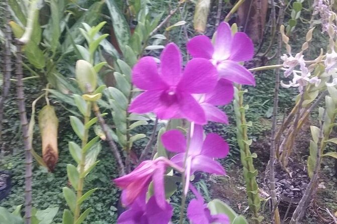 CFC Hot Spring Mud Pool,Garden Of Sleeping Giant And Village Visit Half Day Tour - Why the guide matters more than the vehicle