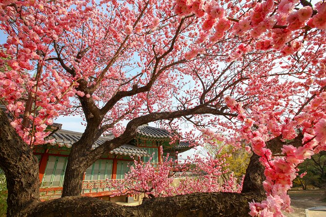 Chasing Cherry Blossom & Spring Flowers Day Tour from Seoul - What the $64.47 price really covers