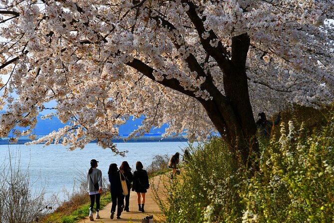 Chasing Cherry Blossom & Spring Flowers Day Tour from Seoul - Who will get the most from this day tour