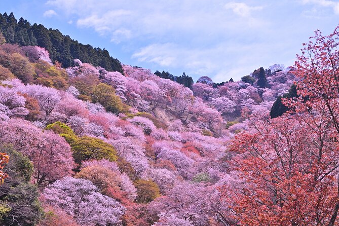 Cherry Blossom Buddha and Mt.Yoshino with Strawberry Picking Tour - What the bento lunch adds
