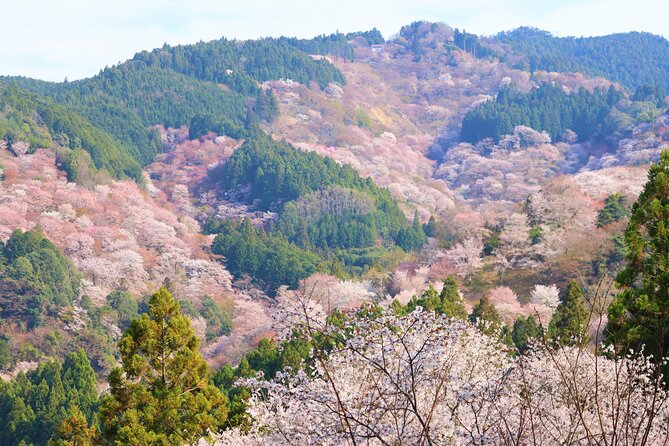 Cherry Blossom Buddha and Mt.Yoshino with Strawberry Picking Tour - Group size, weather, and the real trade-offs