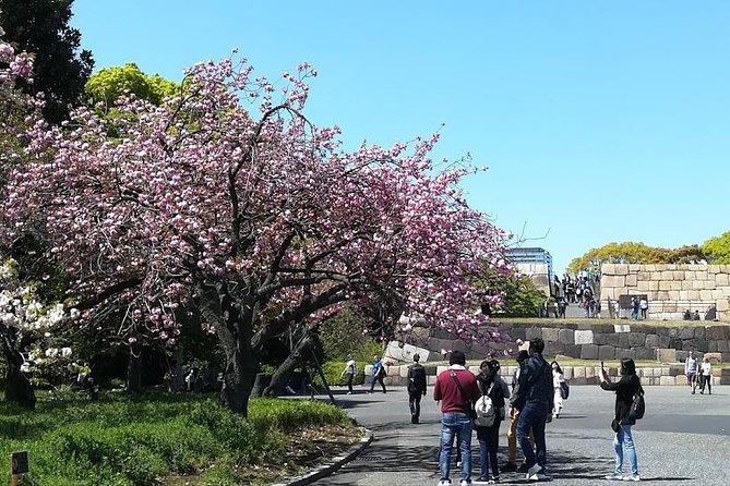 Cherry Blossom Highlights, Asakusa, Ueno, Imperial Palace Garden - Tsukiji’s outer market and a self-paid sushi break