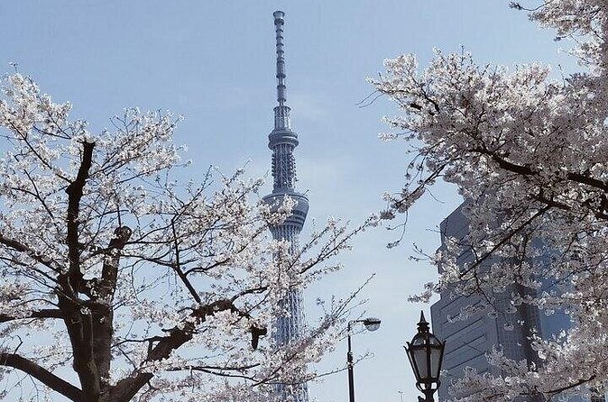 Cherry Blossom Highlights, Asakusa, Ueno, Imperial Palace Garden - What the private guide adds to the day