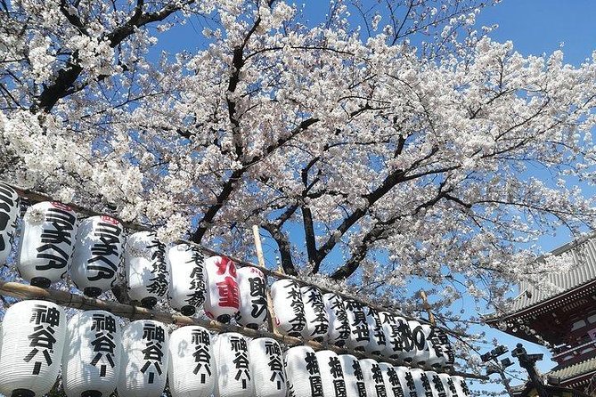 Cherry Blossom Highlights, Asakusa, Ueno, Imperial Palace Garden - Senso-ji and Asakusa’s old Tokyo atmosphere