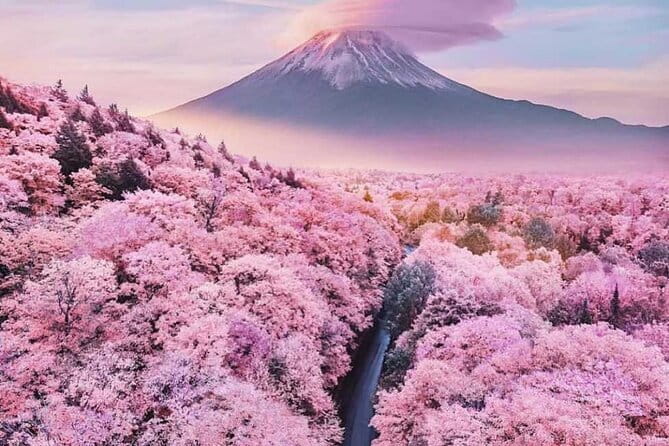 Cherry Blossom Mount Fuji Customizable Luxury vehicle Guided Tour - Key points to know before booking