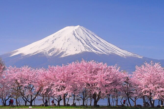 Cherry Blossom Mount Fuji Customizable Luxury vehicle Guided Tour - Chureito Pagoda and the classic Fuji photograph
