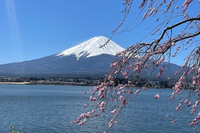 Cherry Blossom Mount Fuji Customizable Luxury vehicle Guided Tour - Two hours around Lake Kawaguchi