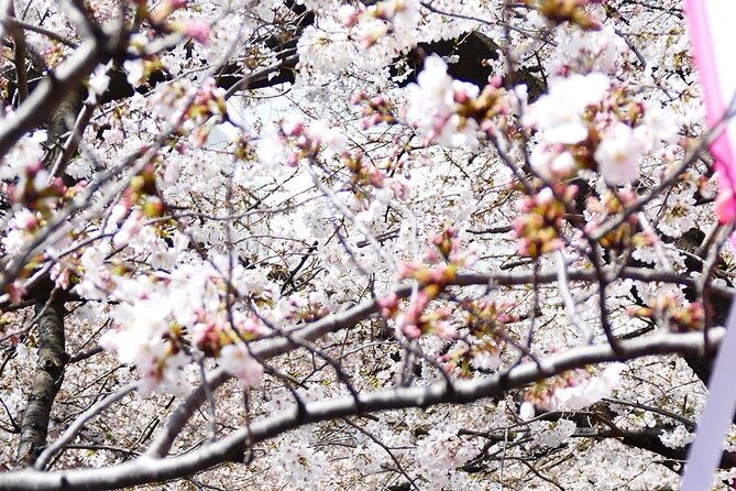 Cherry Blossom Private Tour - Imperial Palace: a useful first look at sakura