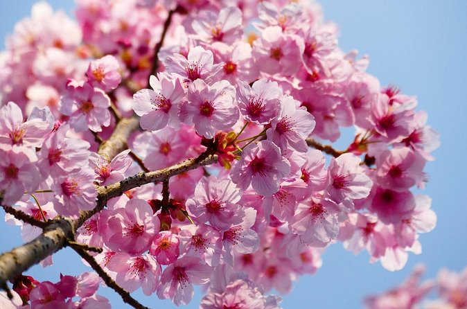 Cherry Blossom Private Tour - Private transport is the real selling point