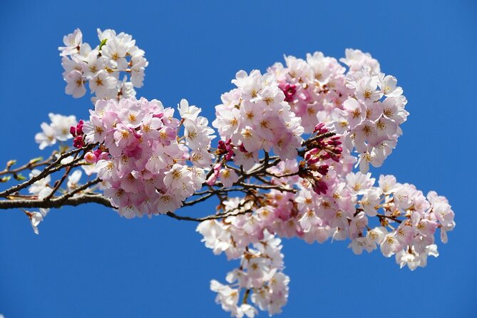 Cherry Blossom Private Tour - Guides can make the difference