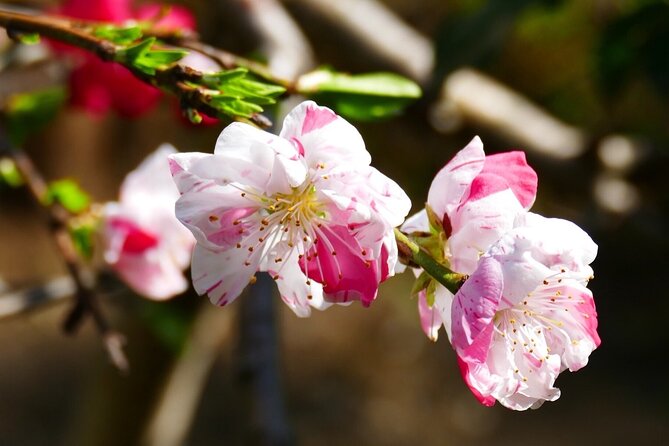 Cherry Blossom Private Tour - The blossom forecast matters more than the calendar