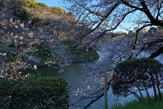 Cherry blossom tour in Tokyo - A cherry blossom day shaped by the forecast