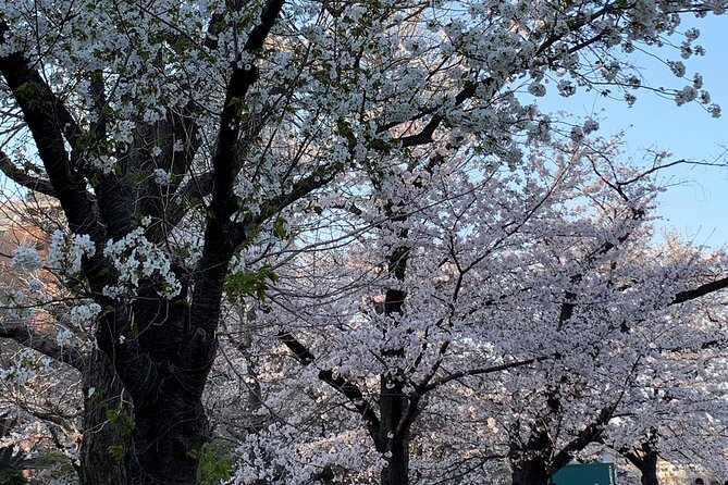 Cherry blossom tour in Tokyo - What the $128.26 price really covers