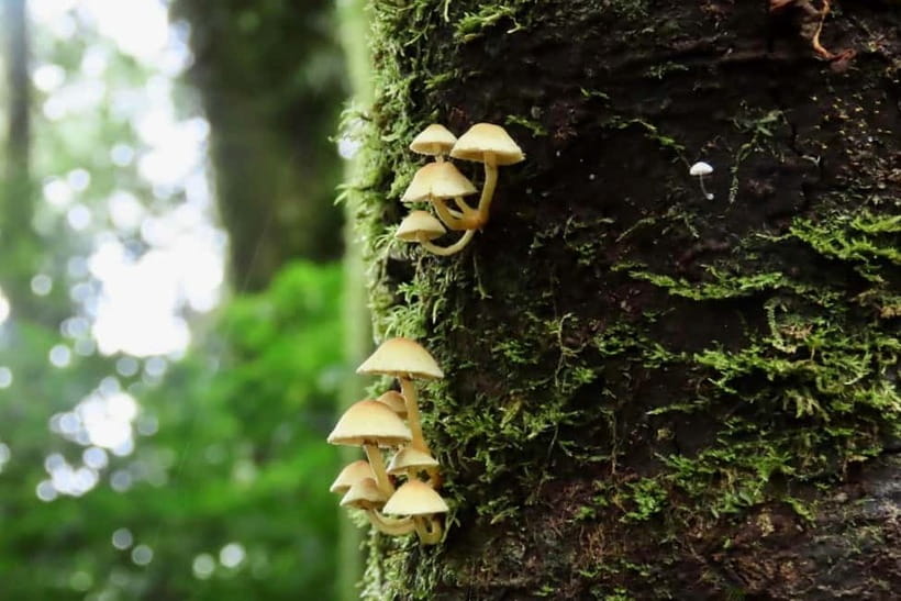 Chiang Mai: Doi Inthanon National Park and Kew Mae Pan Tour - Kew Mae Pan’s mossy cloud forest