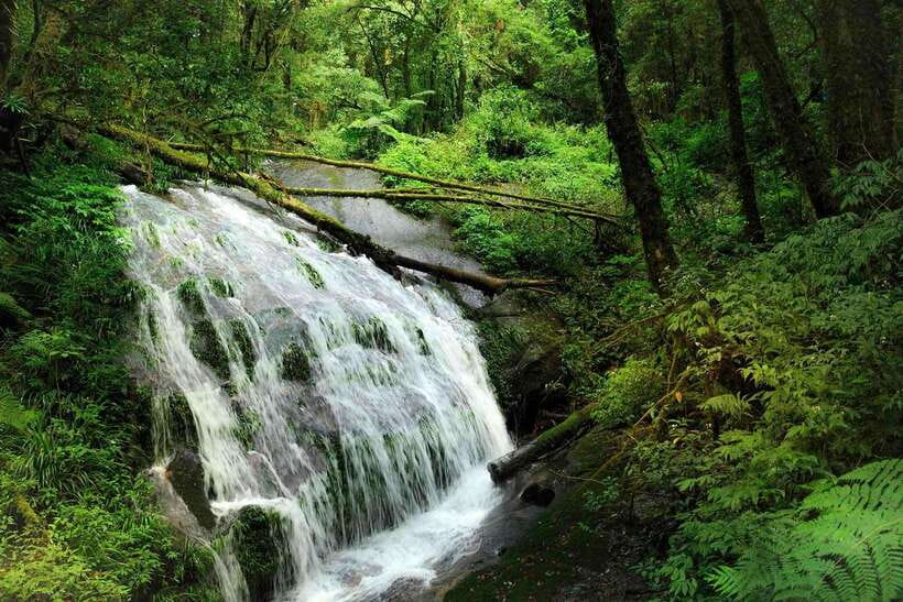 Chiang Mai: Doi Inthanon Park Tour & Kew Mae Pan Trail Hike - The King and Queen Pagodas require modest dress