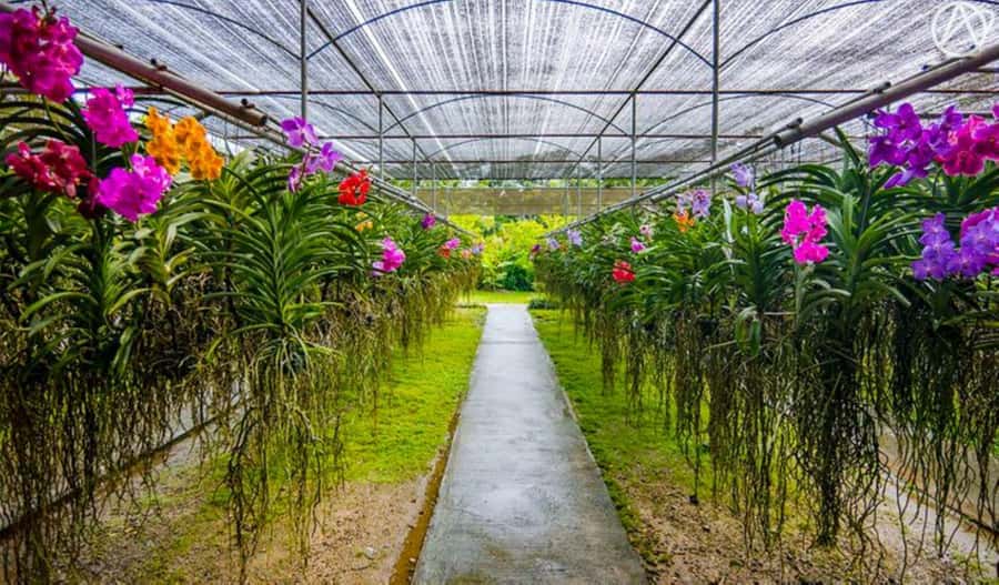 Chiang Mai: Doi Suthep, Orchid Farm and Waterfall with Lunch - Key points at a glance