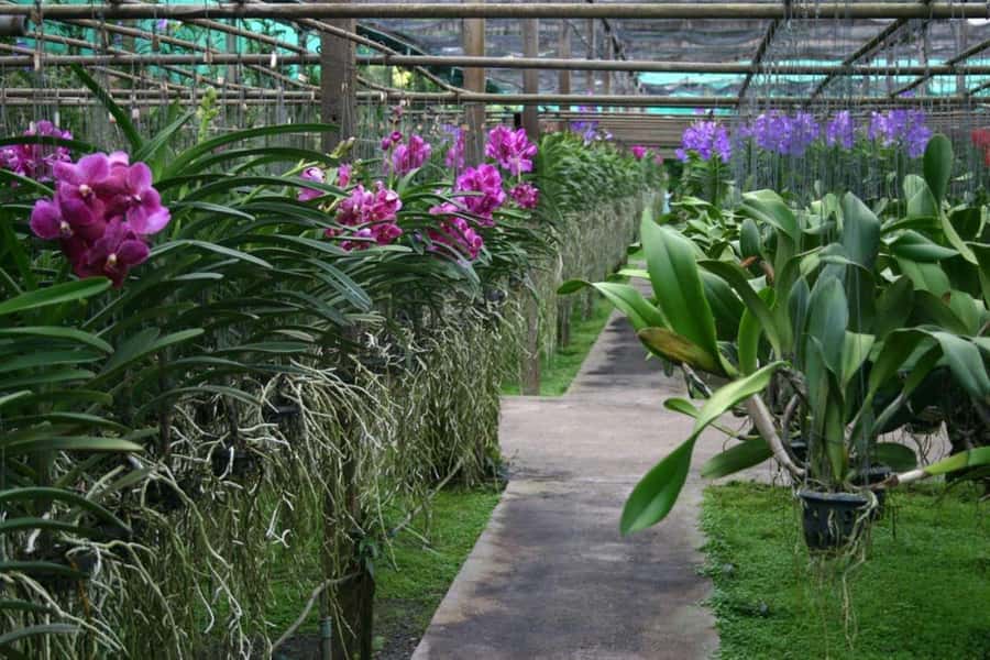 Chiang Mai: Doi Suthep, Orchid Farm and Waterfall with Lunch - Pickup, group size, and the pace of the day