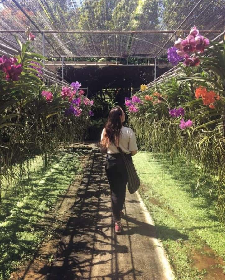 Chiang Mai: Doi Suthep, Orchid Farm and Waterfall with Lunch - What the price includes, and what it does not