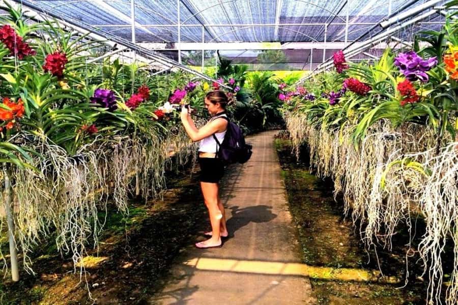 Chiang Mai: Doi Suthep, Orchid Farm and Waterfall with Lunch - Who should book this experience