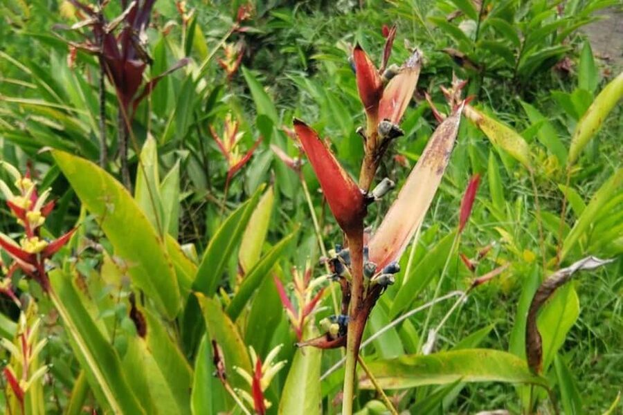 City Tour w/ Gardens, Volcano, Trafalgar Falls, Morne Bruce - Who will get the most from this tour