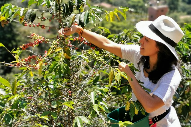 Coffee Tour in the Beautiful Jardin Town: Adventure in the Andes - Leaving Medellín for Antioquia’s coffee country