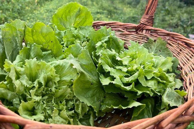 Cooking Class in a Typical Sorrento Garden - What the $133.03 price buys you