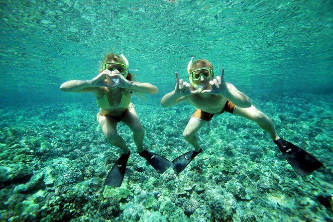 Coral Gardens Coastal Snorkel & Sail - Whales and other wildlife from the boat