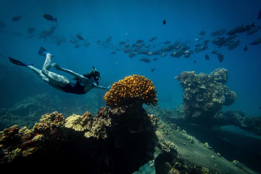 Coral Gardens Snorkel & Whale Watch - Key Things to Know Before You Go