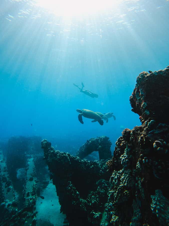 Coral Gardens Snorkel & Whale Watch - Booking, Cancellation, and Timing