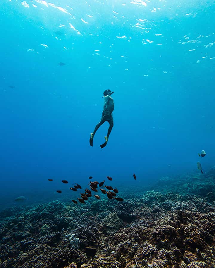 Coral Gardens Snorkel & Whale Watch - Sailing Through Maui’s Au‘Au Channel