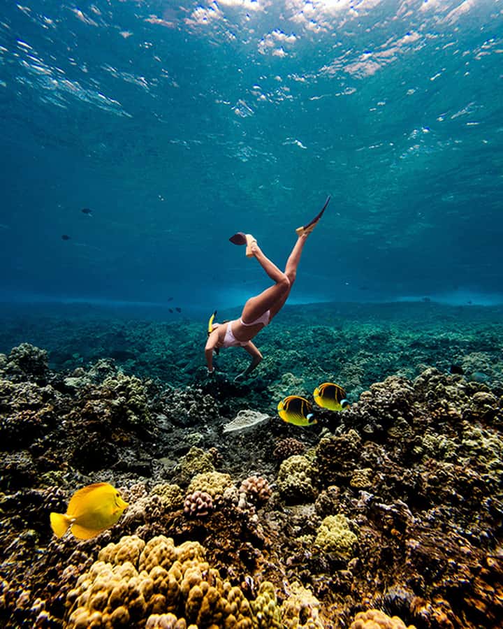 Coral Gardens Snorkel & Whale Watch - What Happens at Coral Gardens