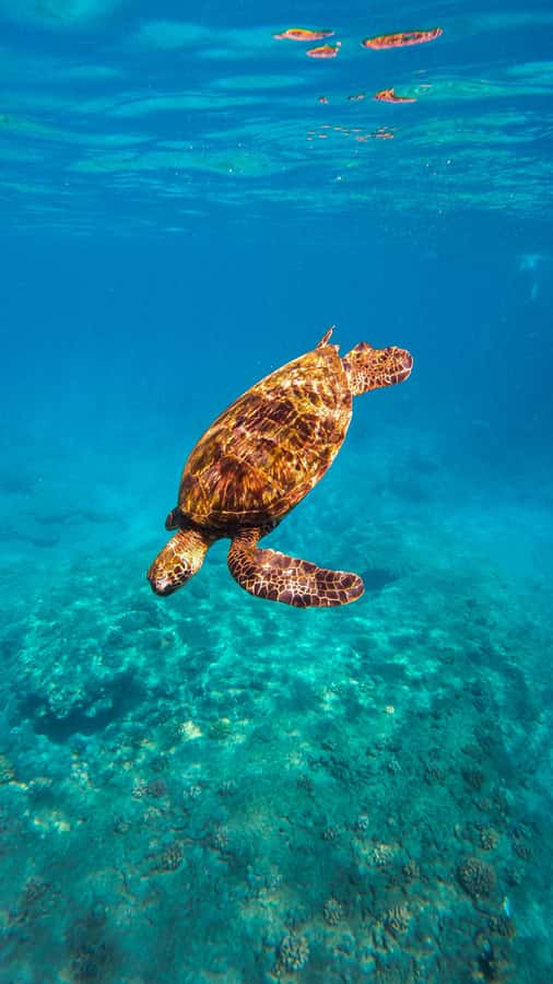 Coral Gardens Snorkel & Whale Watch - Who Will Enjoy This Most