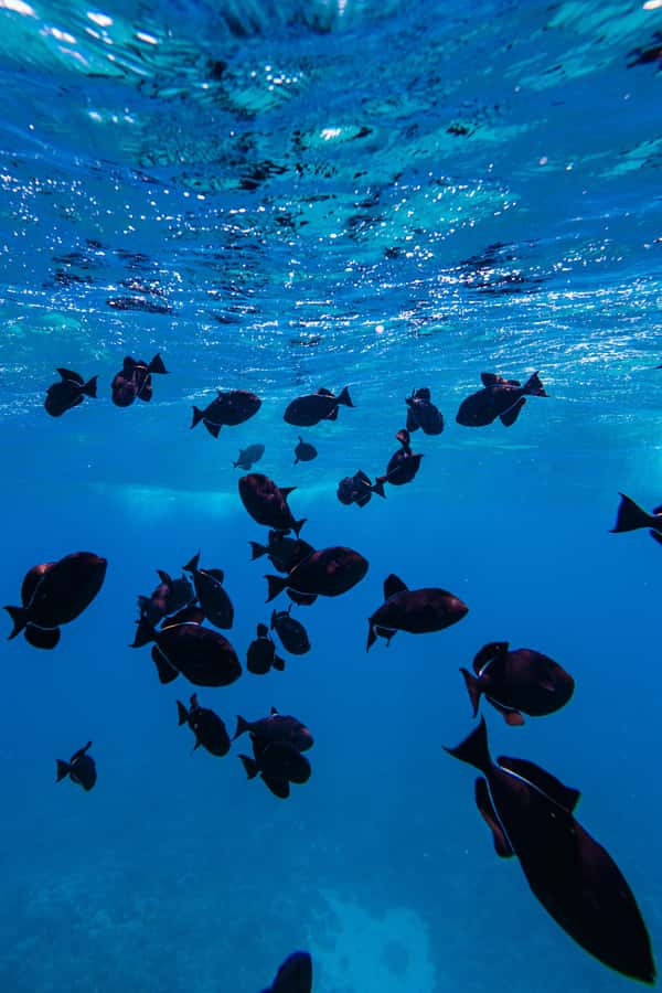 Coral Gardens Snorkel & Whale Watch - Meeting Sail Maui at Maalaea Harbor