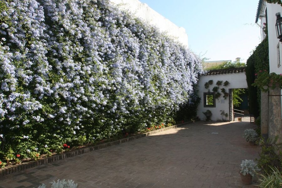 Córdoba: Viana Palace Gardens and Patios Entry Ticket - What makes Viana Palace different from Córdoba’s other courtyards