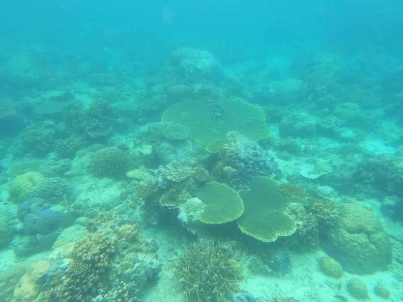 Coron: Dugong Watching with Sea Turtle and Coral Garden tour - A pre-dawn start from Coron Town
