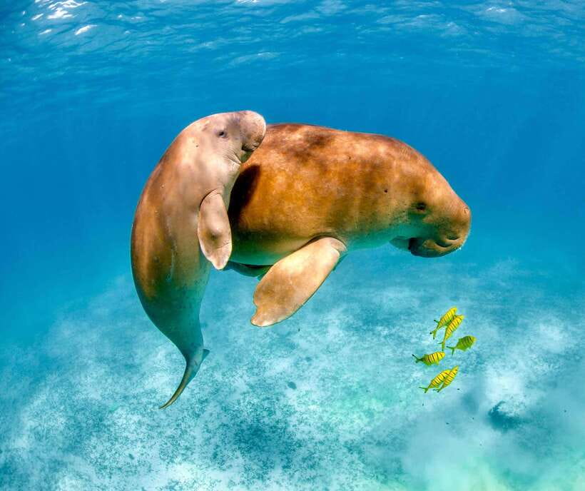 Coron: Dugong Watching with Sea Turtle and Coral Garden tour - The dugong encounter, kept short and respectful
