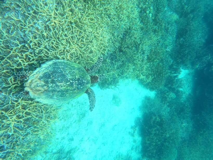 Coron: Dugong Watching with Sea Turtle and Coral Garden tour - Dimipac Island’s Coral Garden