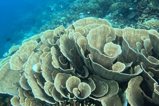 Coron Shipwrecks and Lusong Coral Garden tour (Private / Shared) - Pass Island brings sand, palms, and a slower hour
