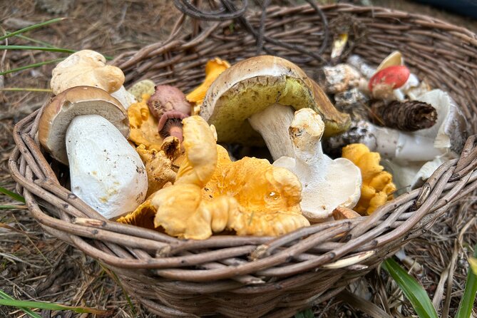 Culinary Adventure To The Fungi And Botanical Kingdom Of Bulgaria - Reading the forest one species at a time